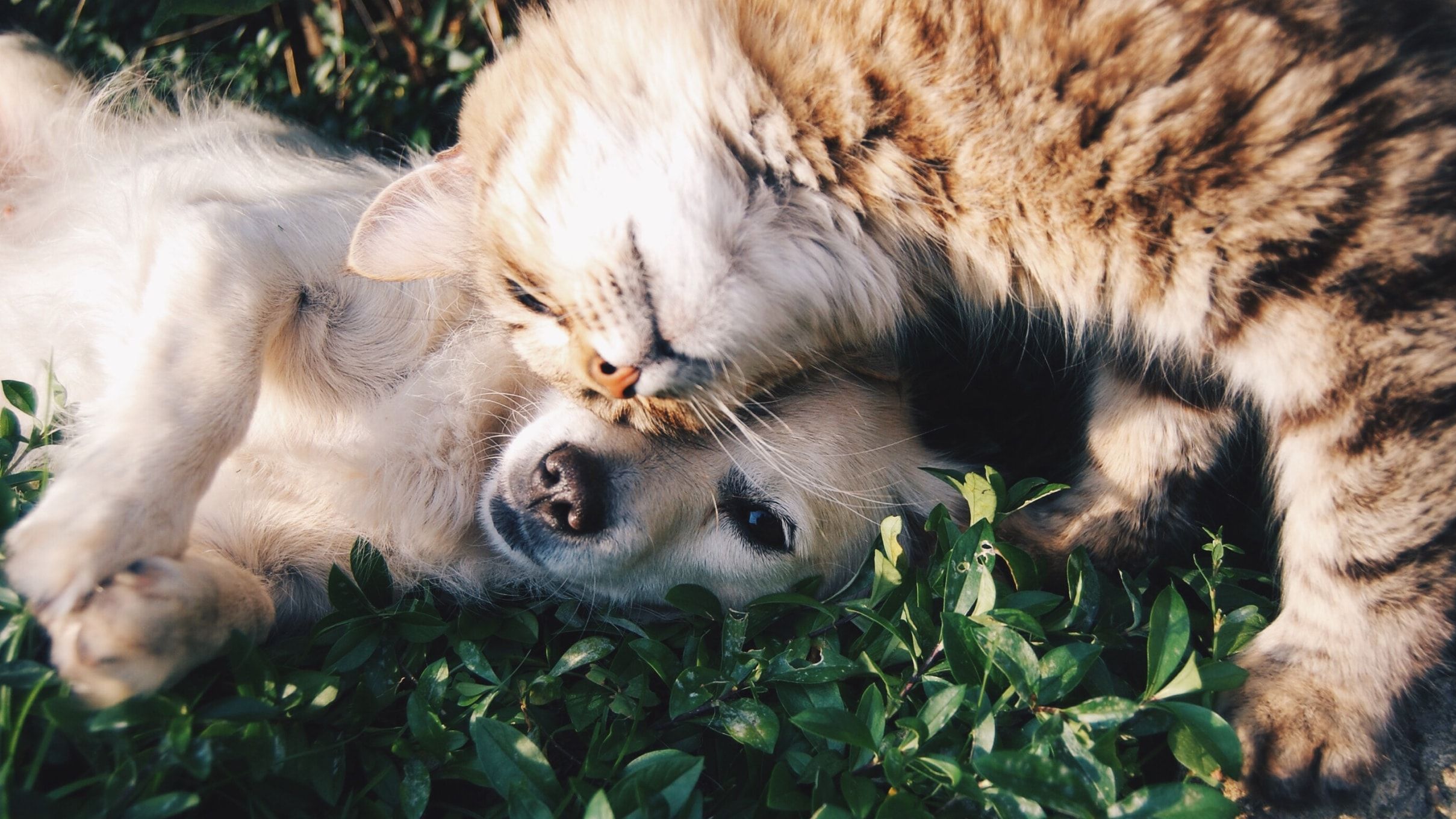 Physical Therapy for Dogs and Cats: What to Expect