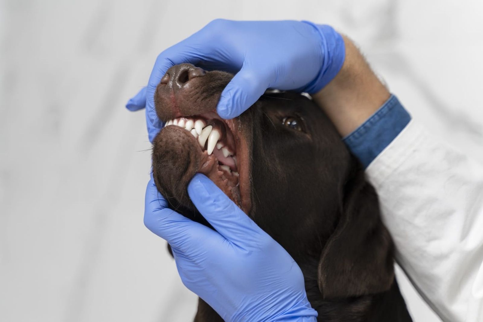 The Key to Your Dogs Healthy Smile