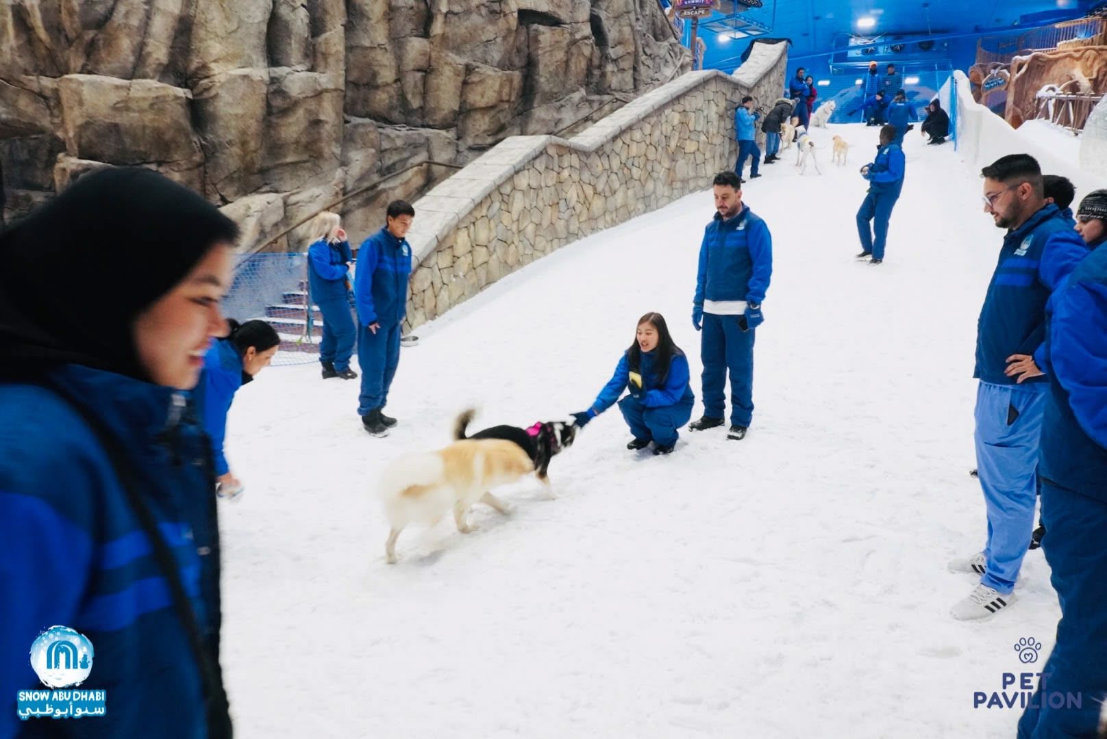 First-Ever Snow Experience for Dogs in Abu Dhabi! photo 2