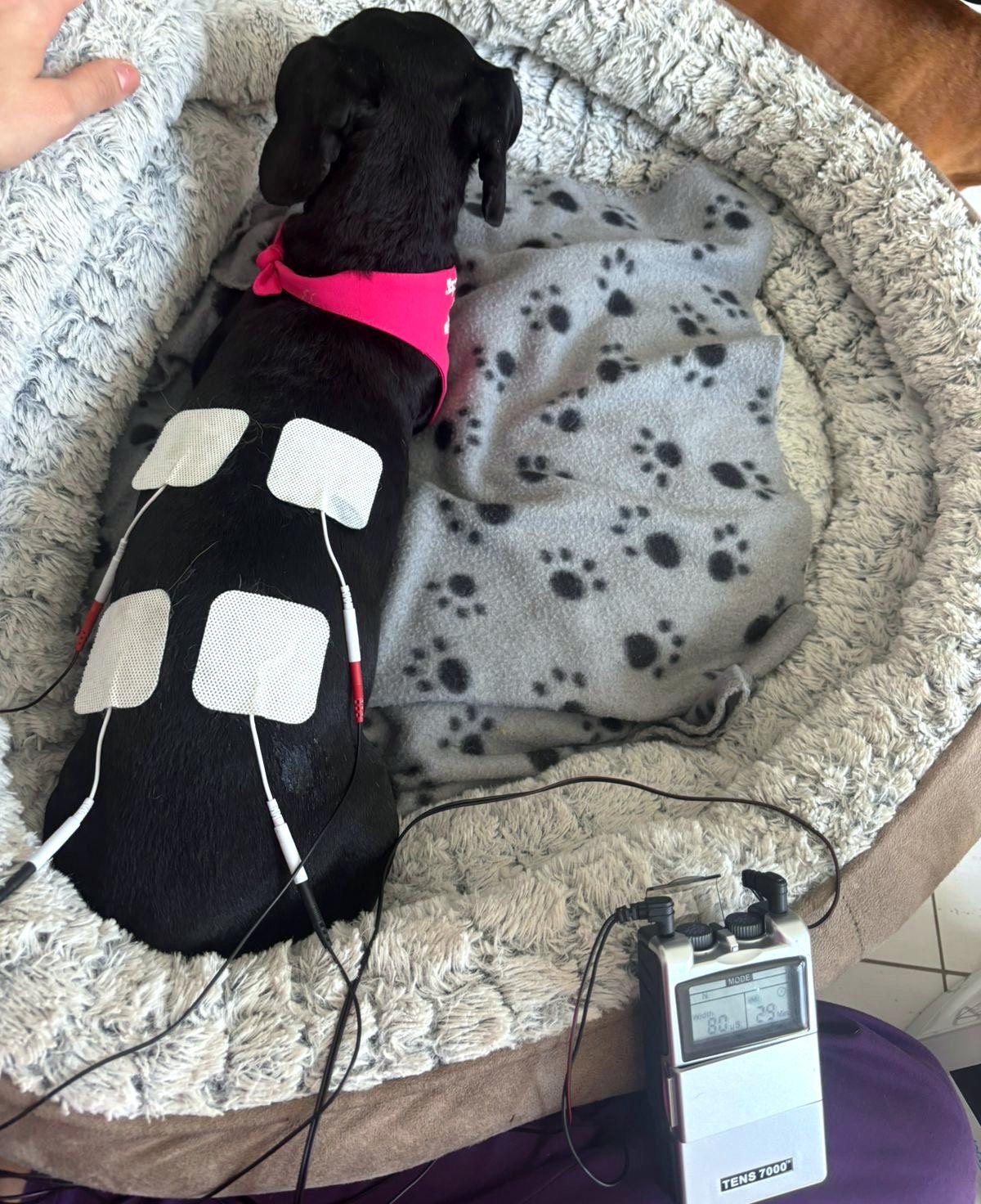 Dachshund relaxing during a TENS therapy session in a soft bed