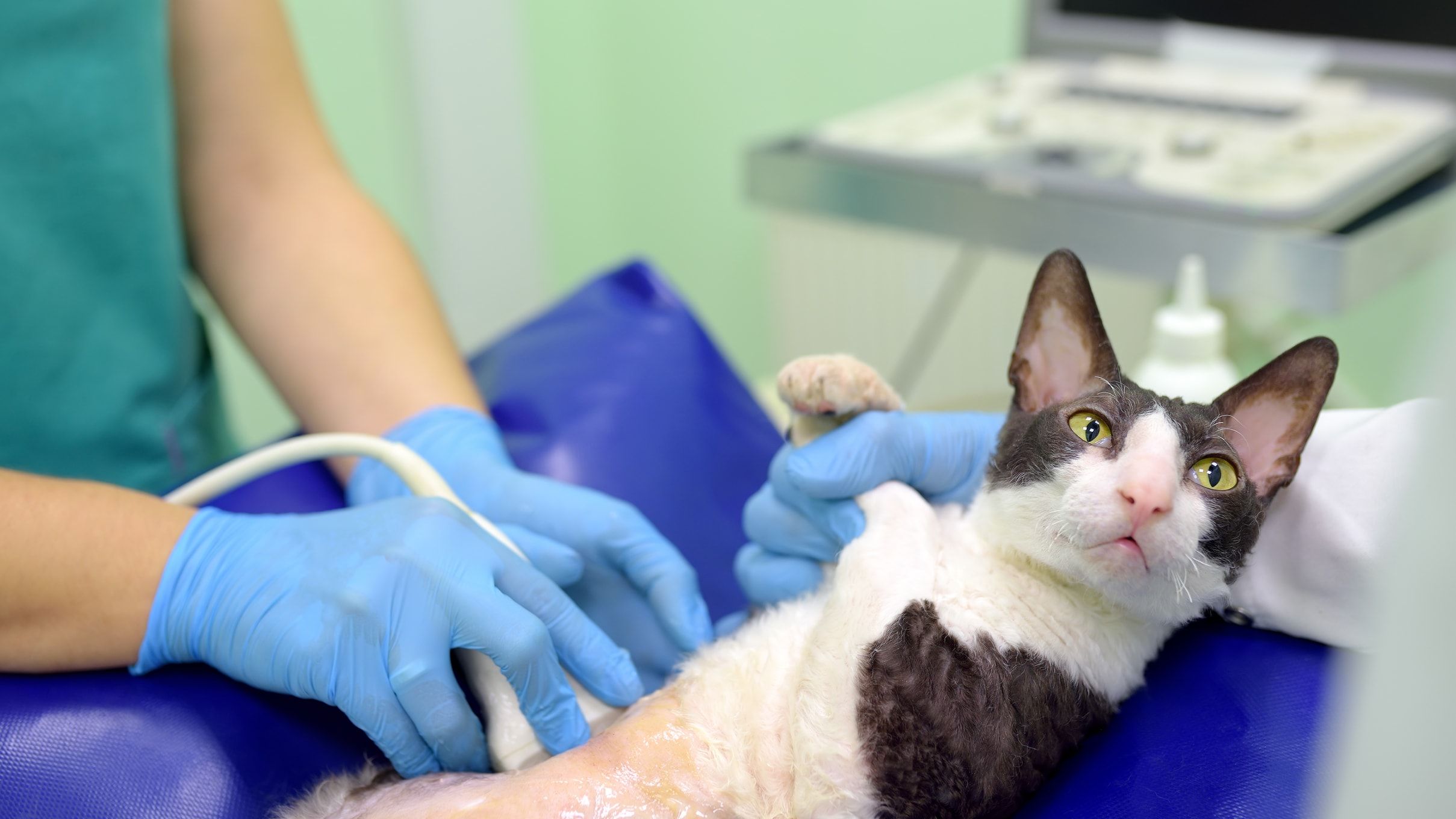 Here's Why Your Cat May Need an Ultrasound