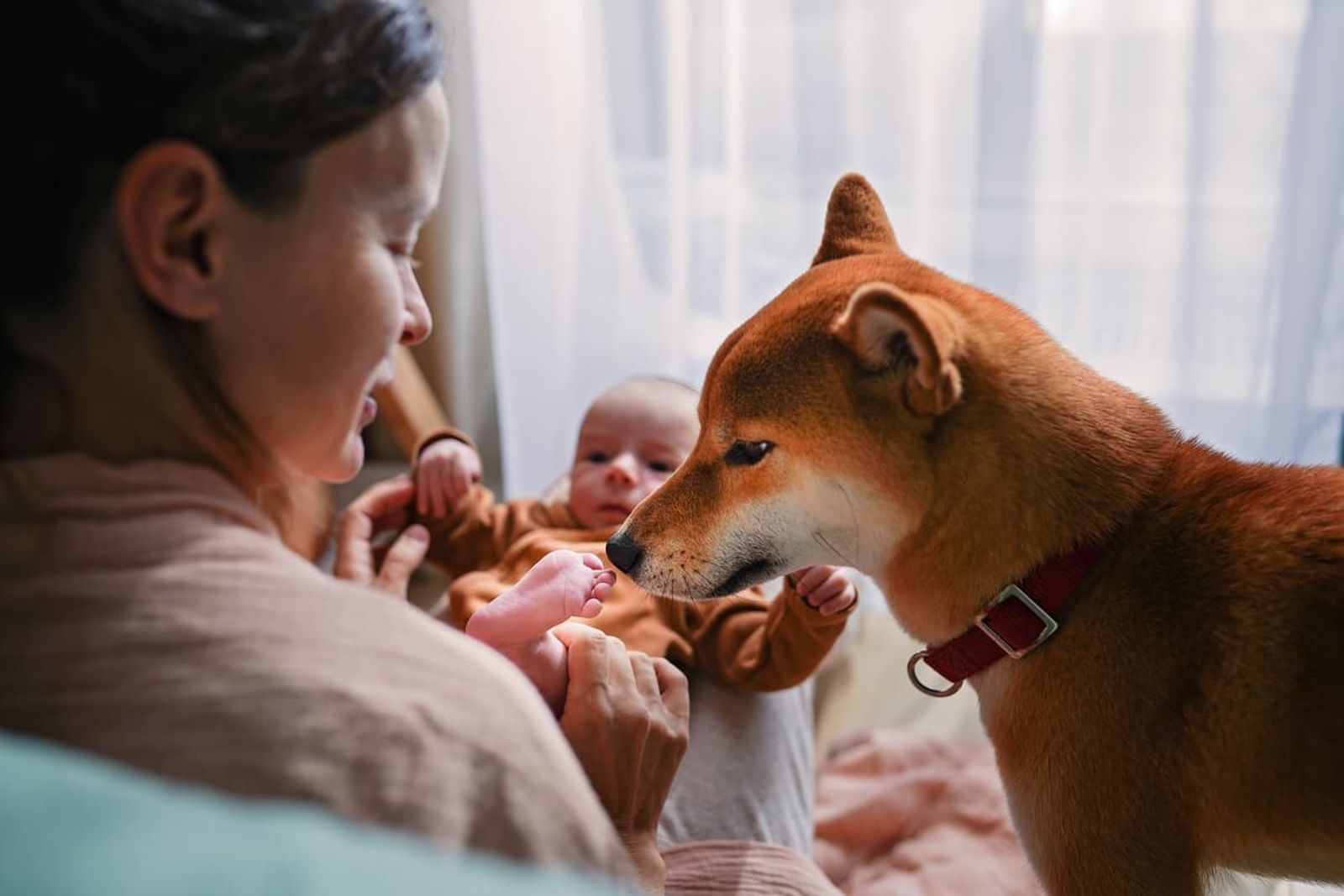 How to Introduce Your Dog to a Baby: A Step-by-Step Guide