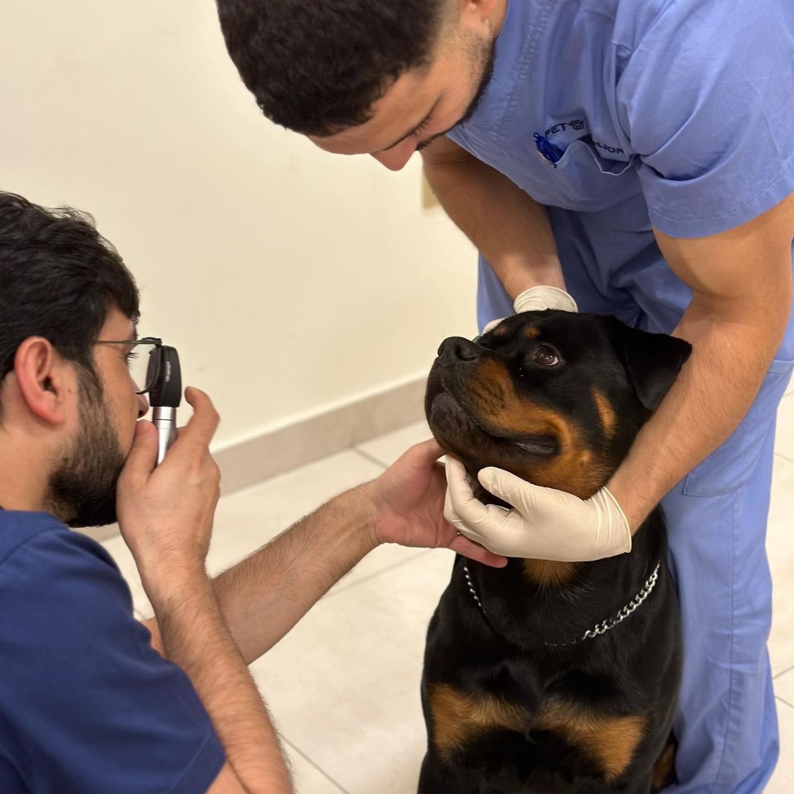 Pet Pavilion Veterinary Clinic Doctors examining a black dogs eyes