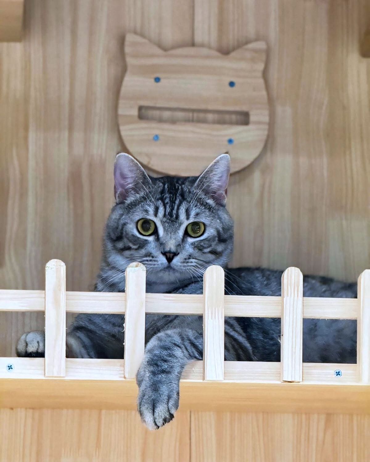 Tabby cat relaxing behind the balcony fence of a boarding condo