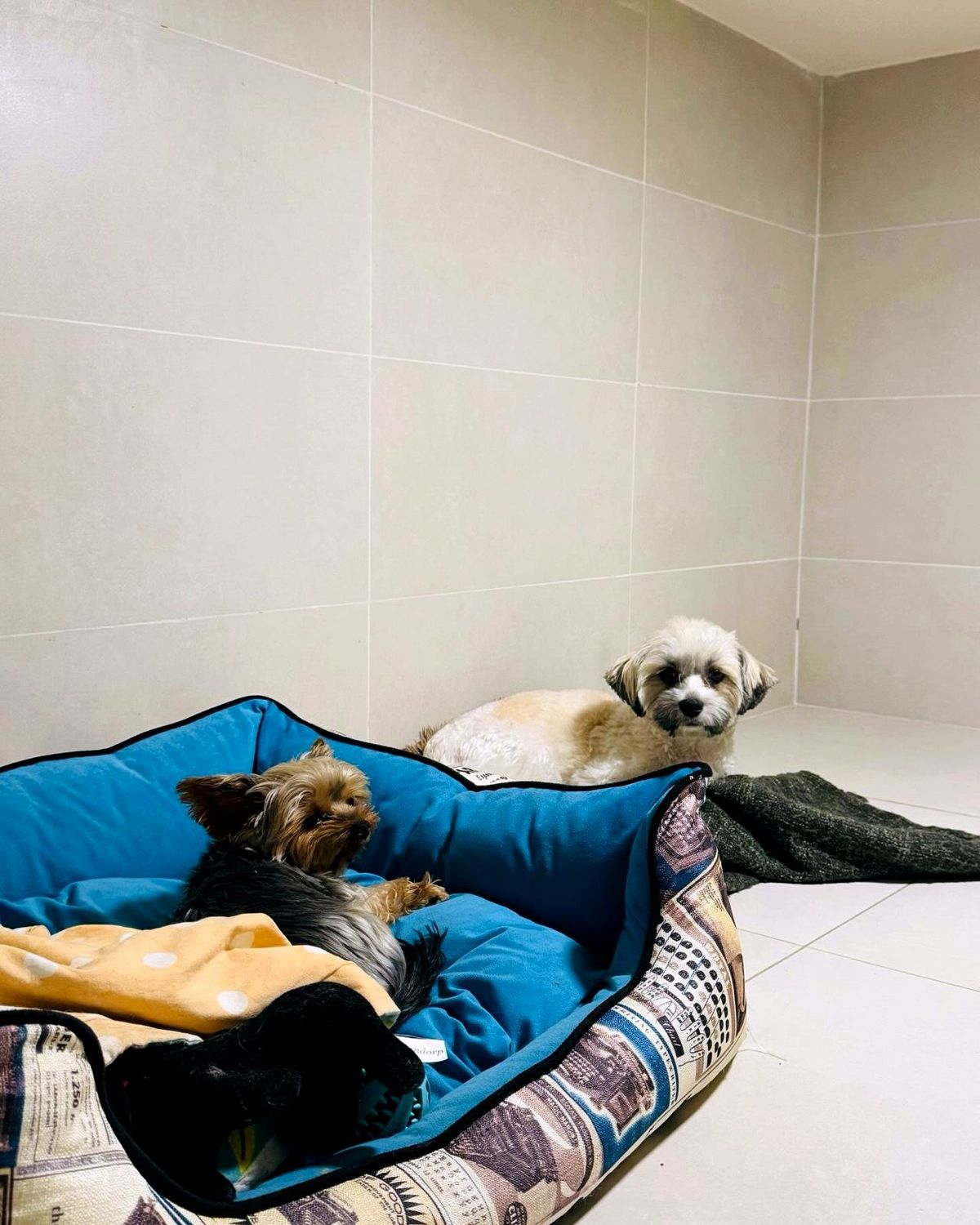 Two small dogs resting together in a cozy dog bed
