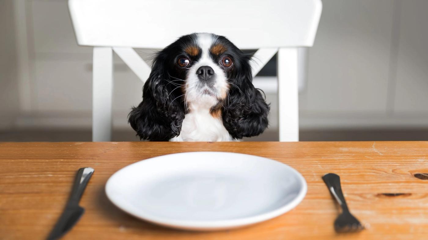 15 Foods That Can Endanger Your Dog’s Life
