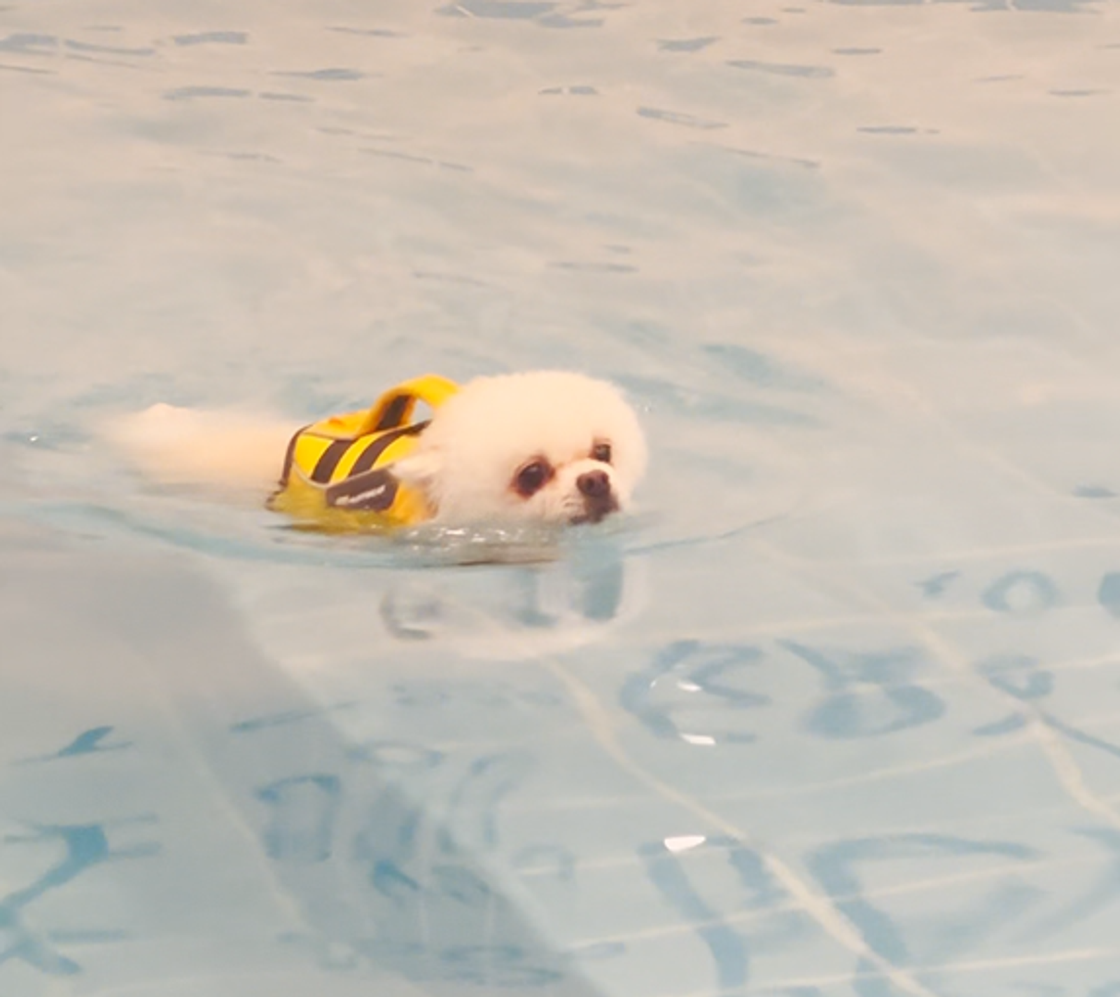 small dog swimming a pool for pets