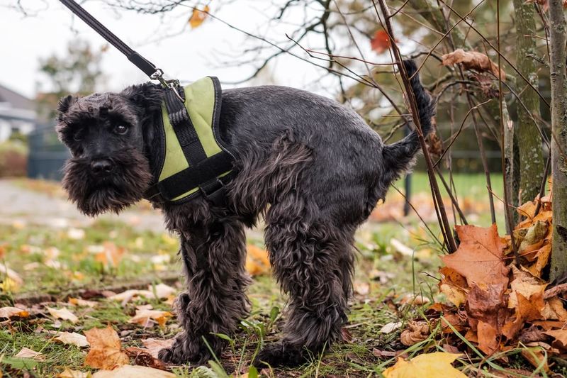 Dog Diarrhea: When to See a Vet?