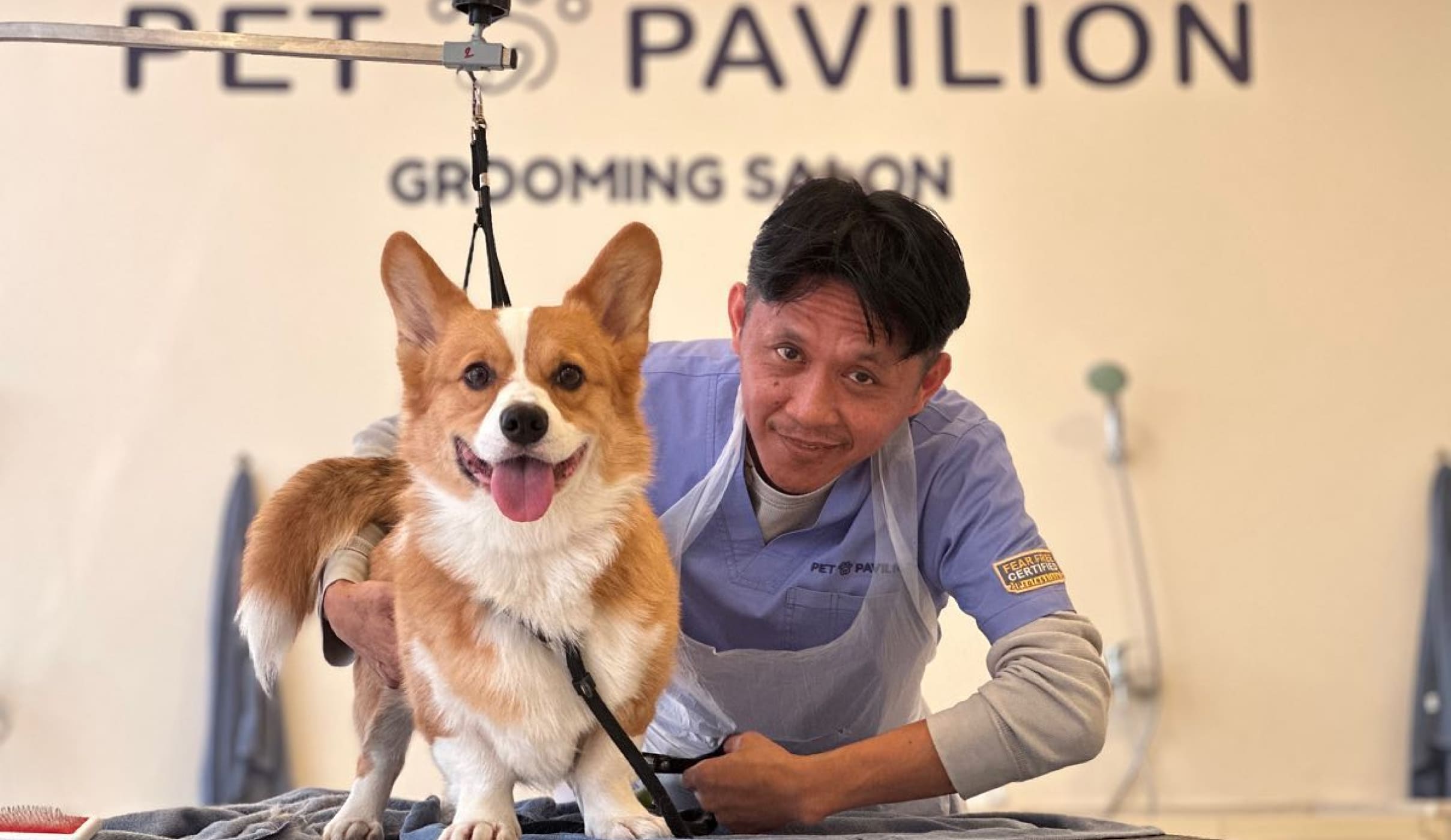 10 Things to Do If Your Dog Is Not Used to Being Groomed