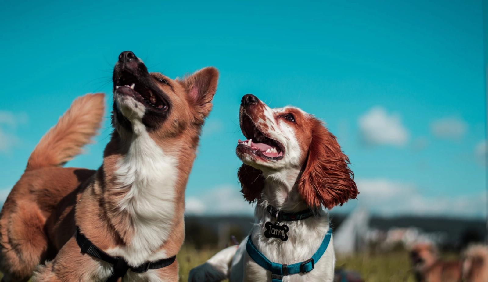 Healing with Science: 5 Cases of Regenerative Medicine in Pets