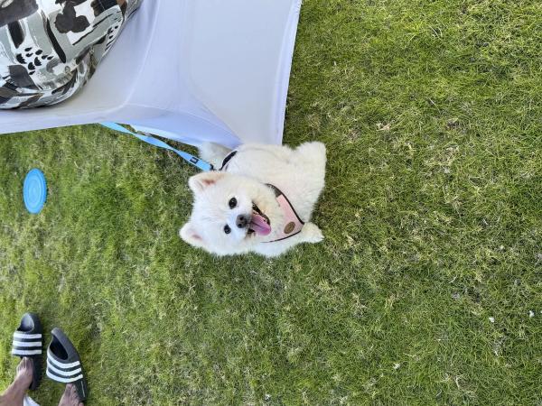 Paws & Waves photo 27