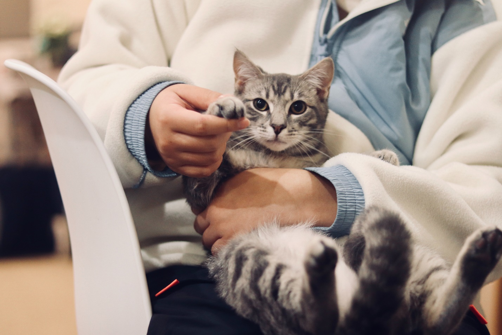 a content cat playing