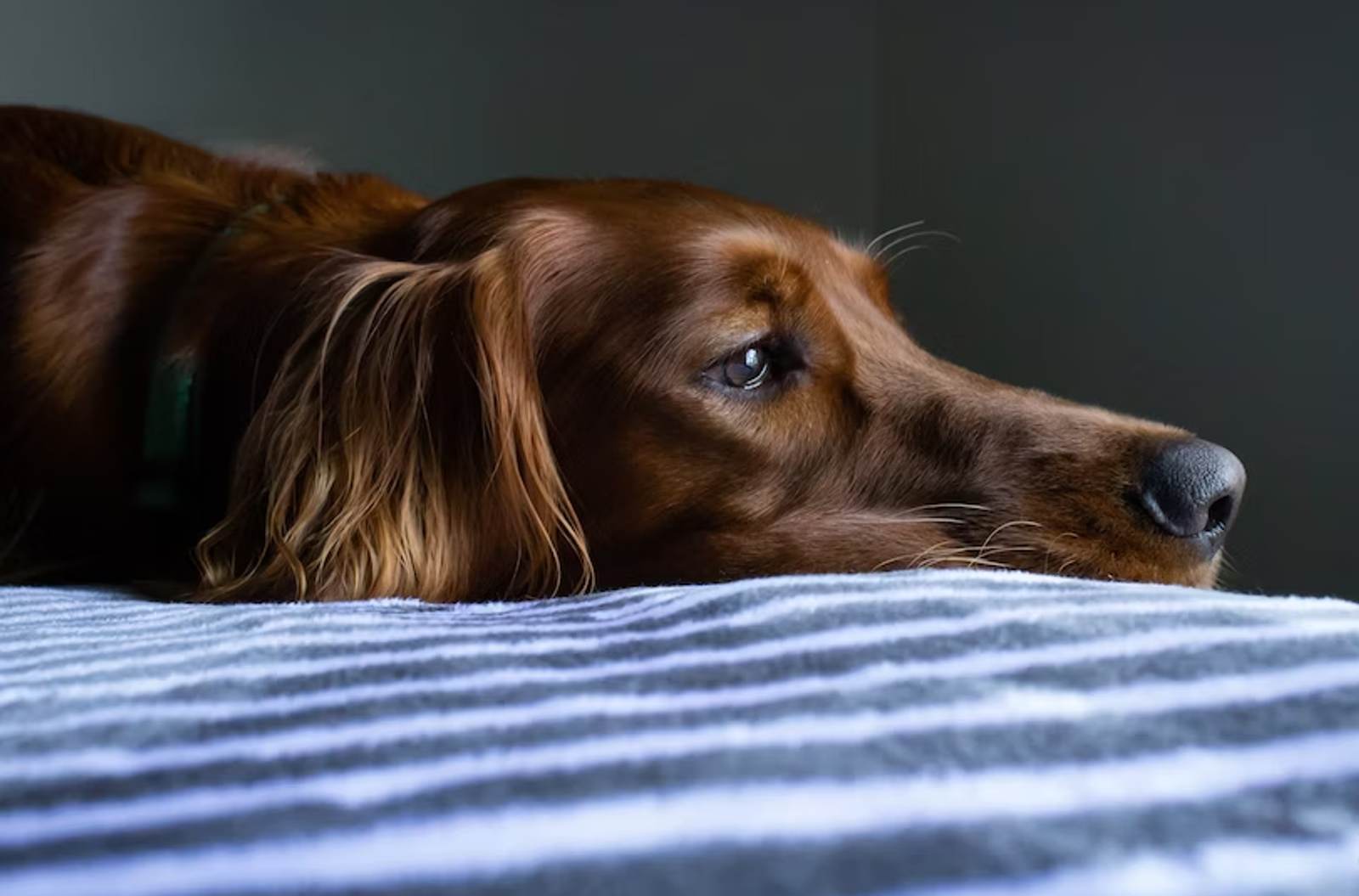 Unhappy looking dog