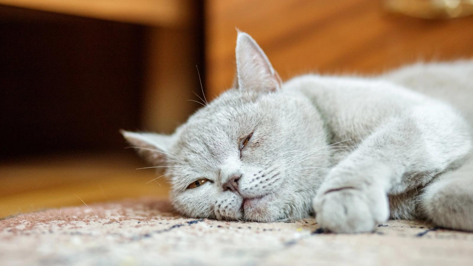 What to Expect When Your Cat is on Heat