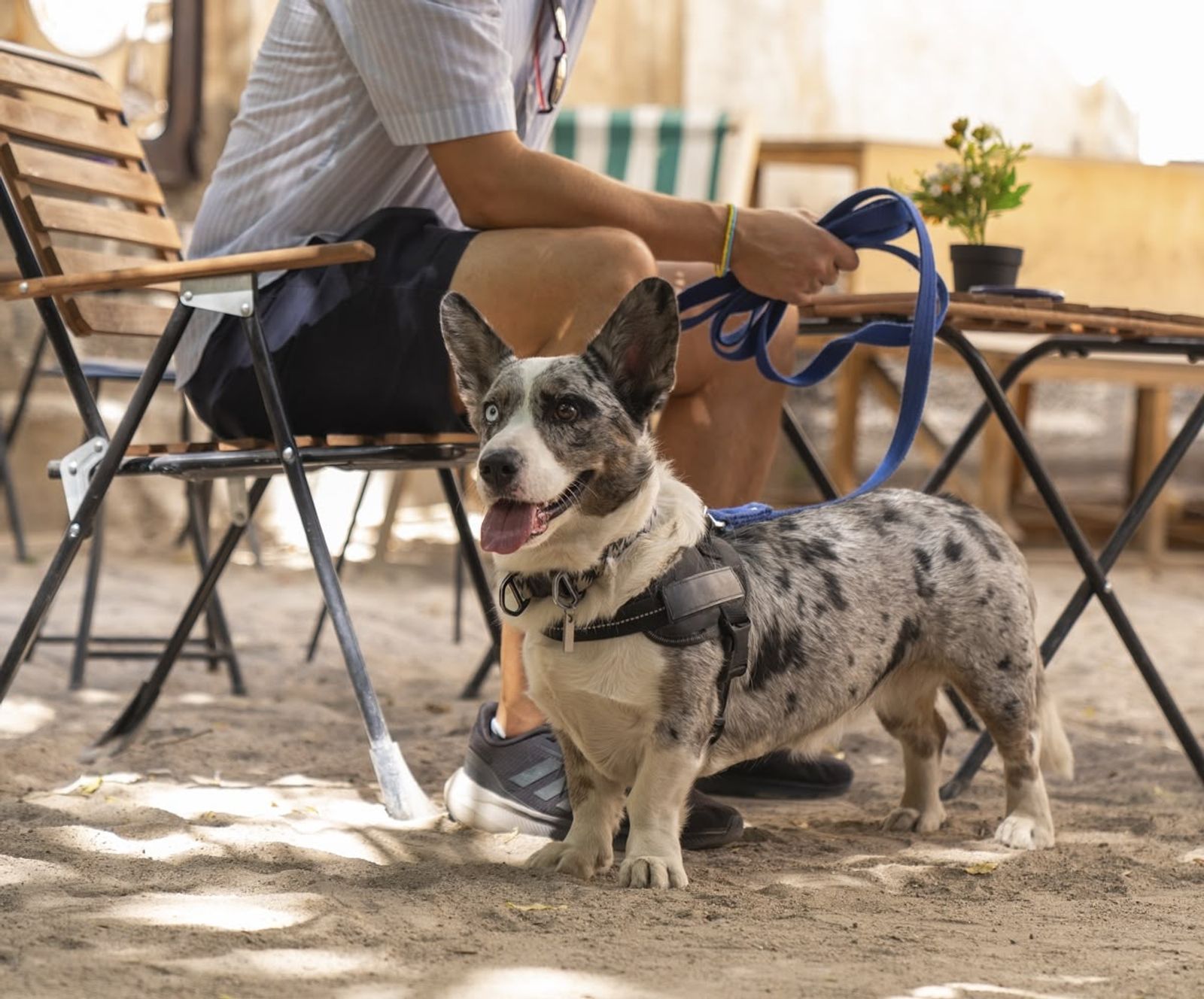 The Ultimate 2025 Guide to Dog-Friendly Spots in Dubai & Abu Dhabi