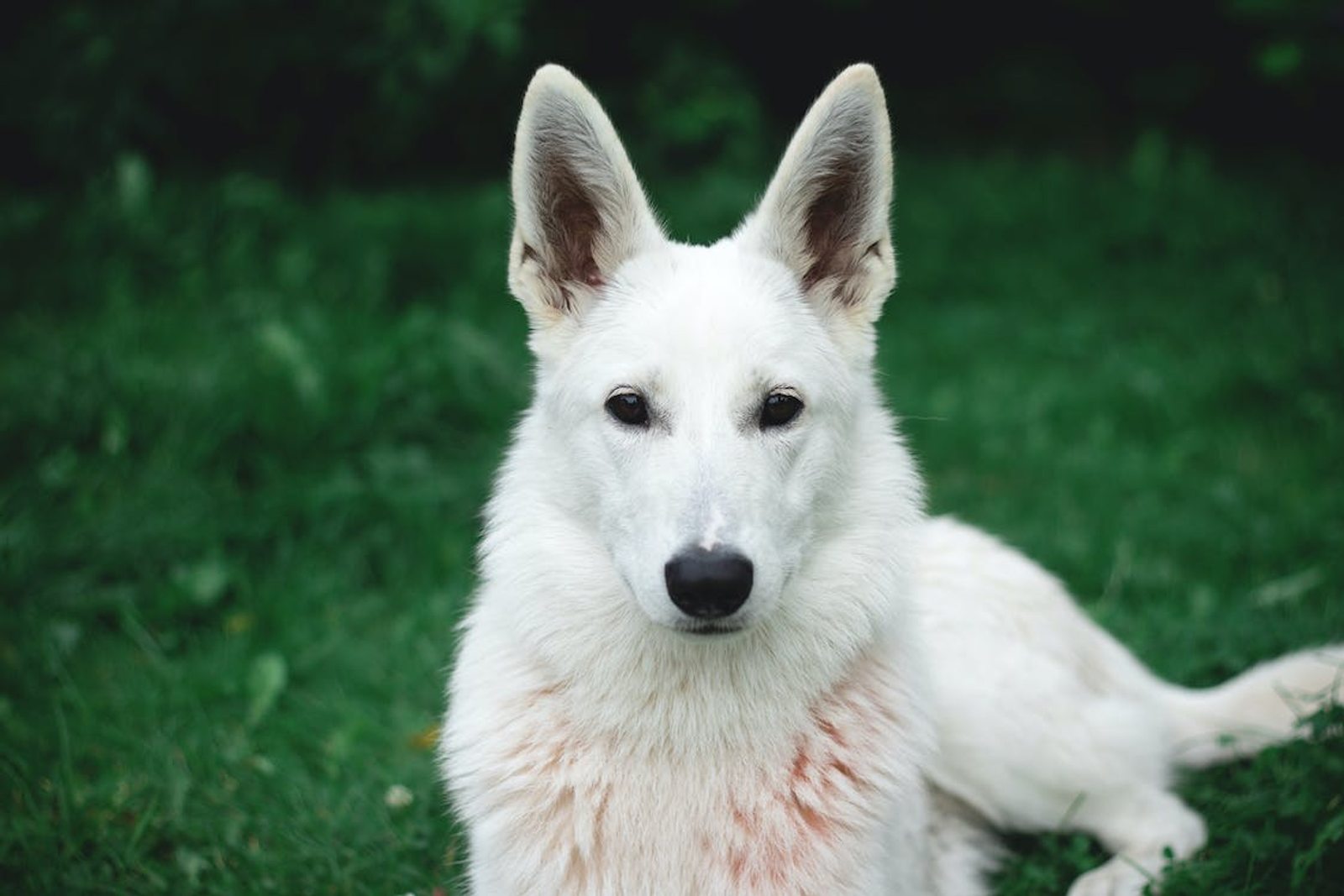 Closeup of a White German Shepherd Needing Some Grooming
