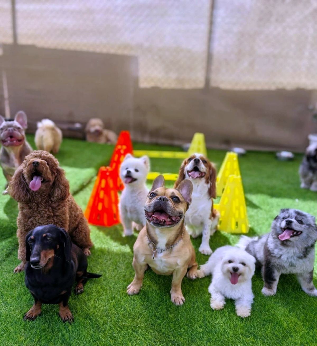 Happy small dogs playing together in Pet Pavilion's supervised daycare yard