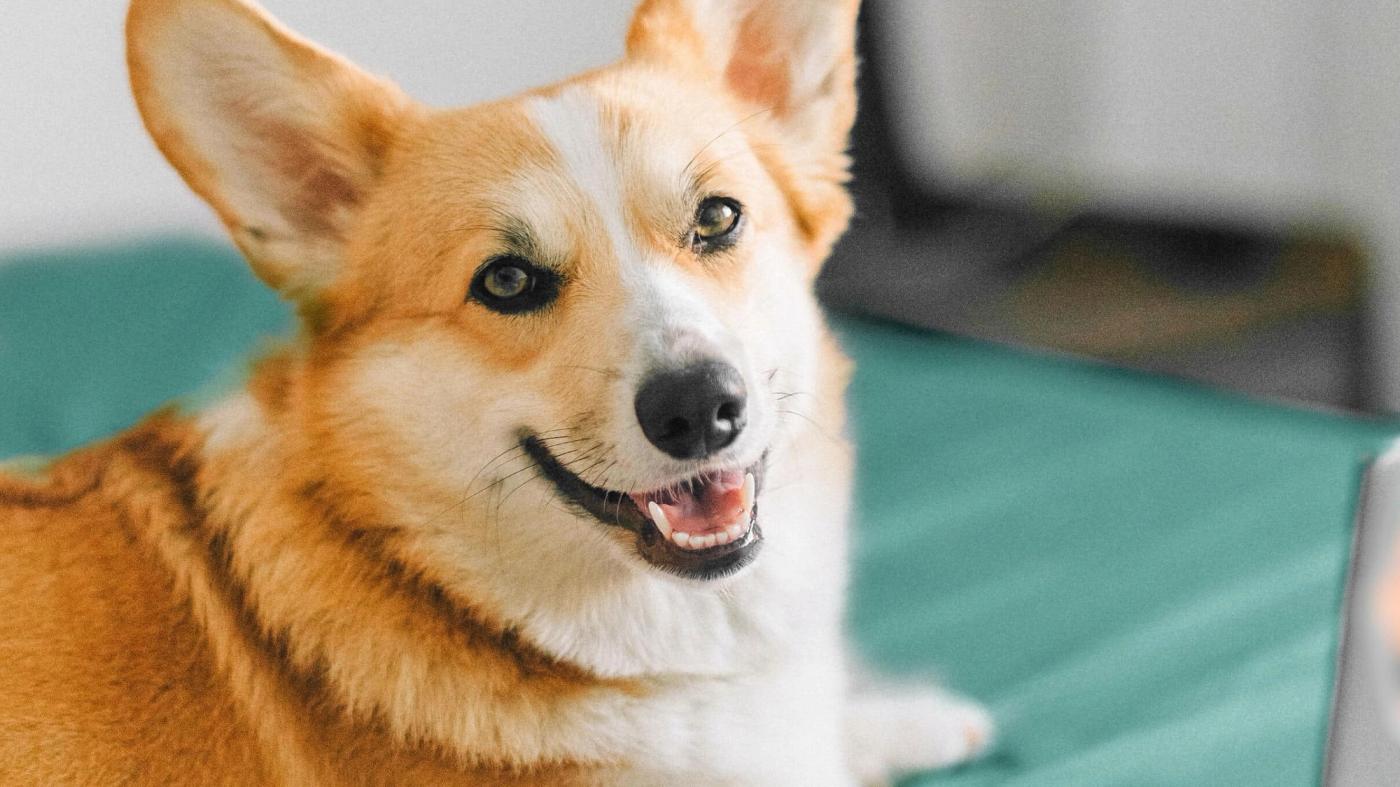 Managing Anxiety in Pets: Techniques for Calming Your Nervous Fur Baby