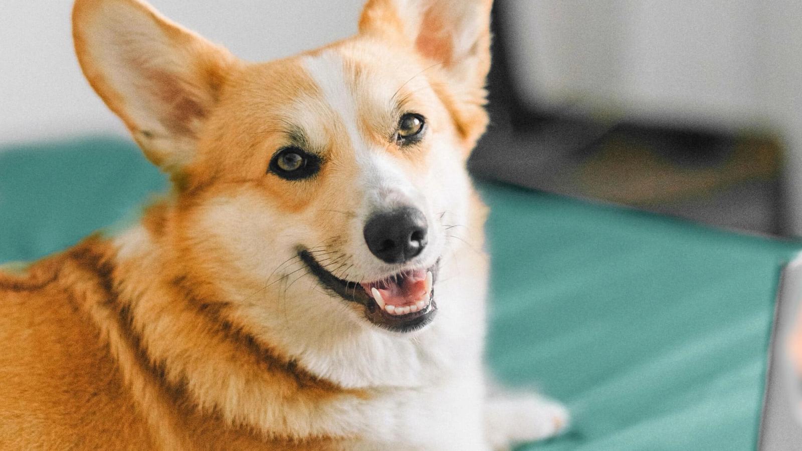 Managing Anxiety in Pets: Techniques for Calming Your Nervous Fur Baby