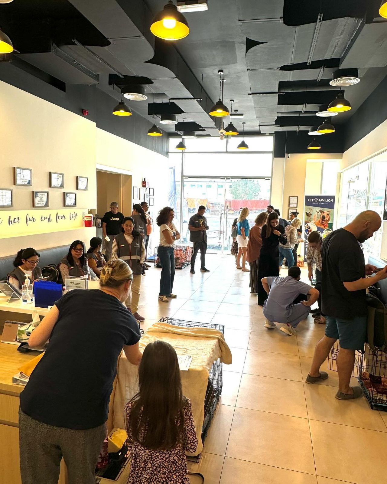 Cat Adoption Day in collaboration with Microchipped UAE photo 4