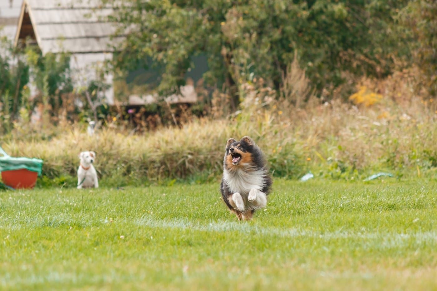 Understanding and Managing Your Dog's High Prey Drive