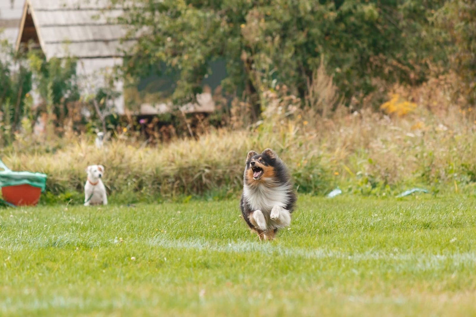 Understanding and Managing Your Dog's High Prey Drive