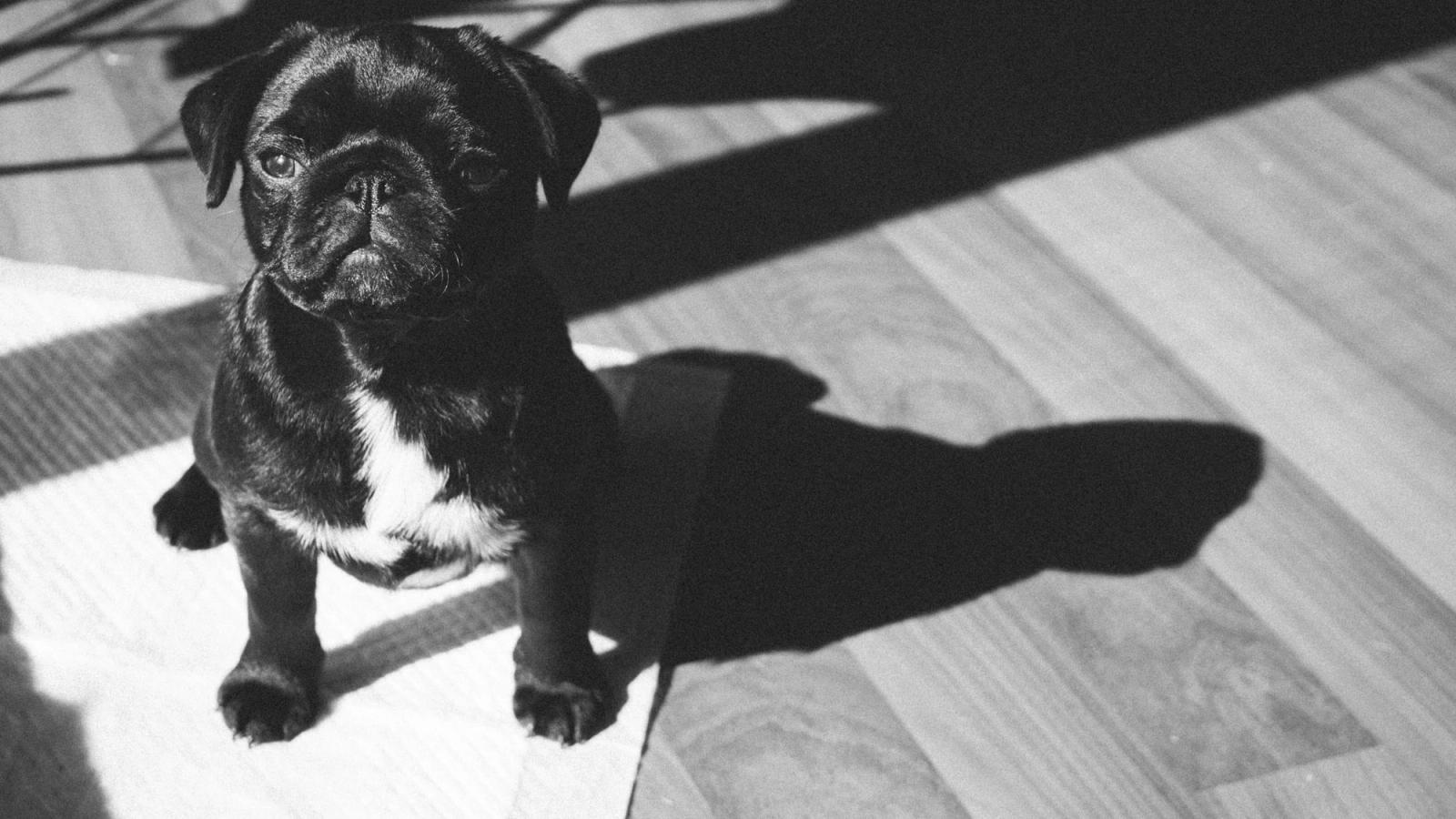 A Guide: How to Potty Train Your Dog or Hire a Professional