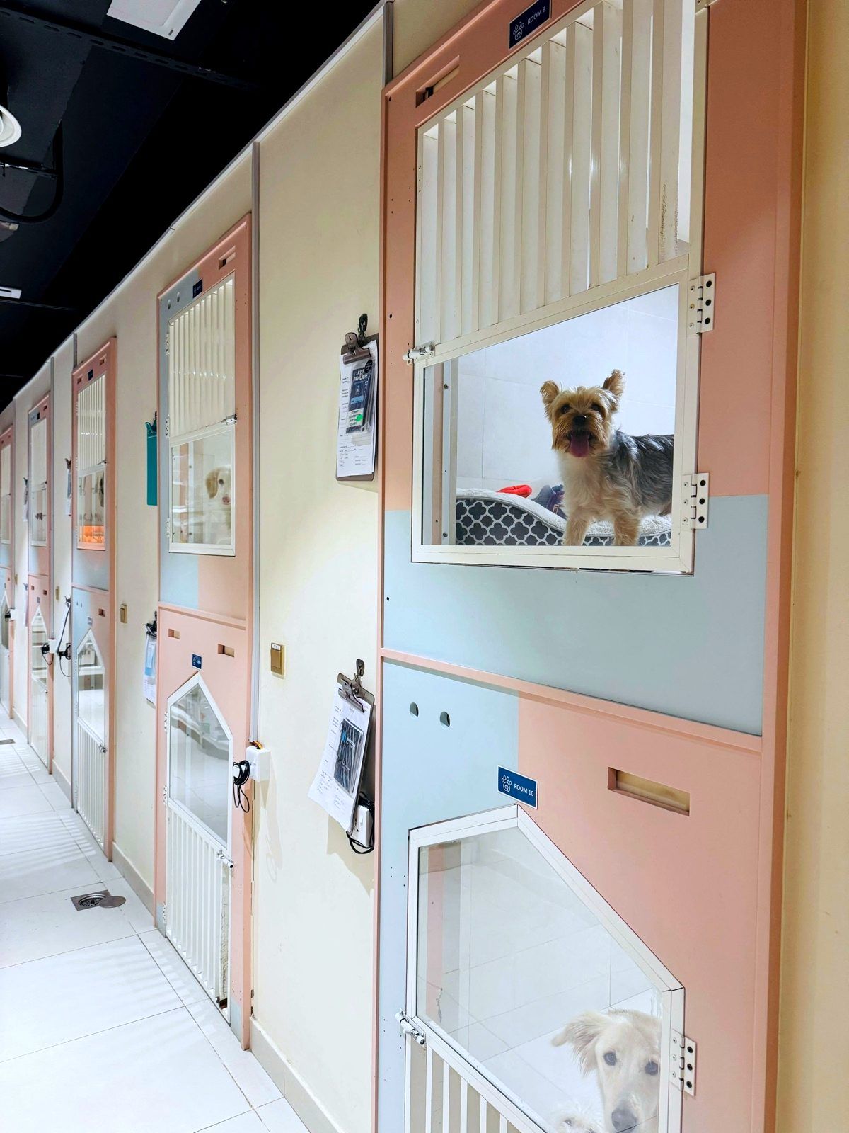 Corridor of pastel boarding rooms with dogs at their windows
