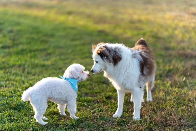 How to Introduce a New Puppy to Your Older Dog