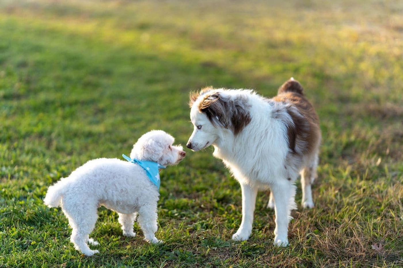 How to Introduce a New Puppy to Your Older Dog