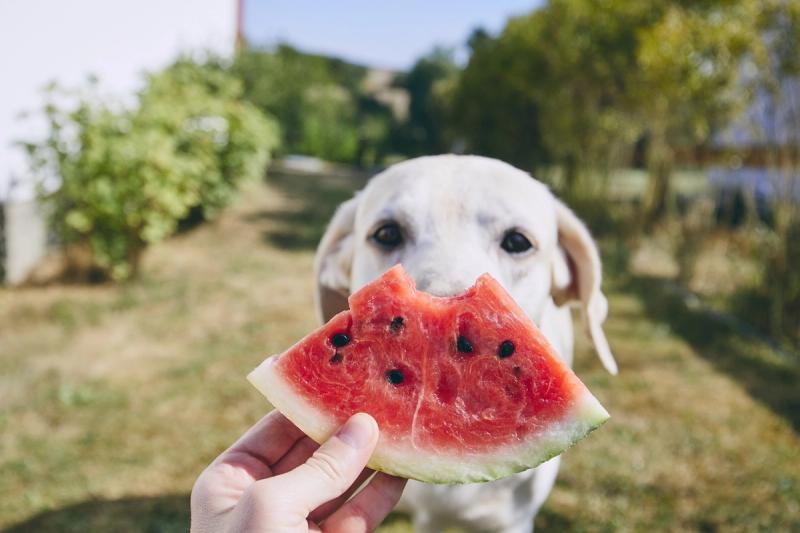 Can Dogs Eat Watermelon?