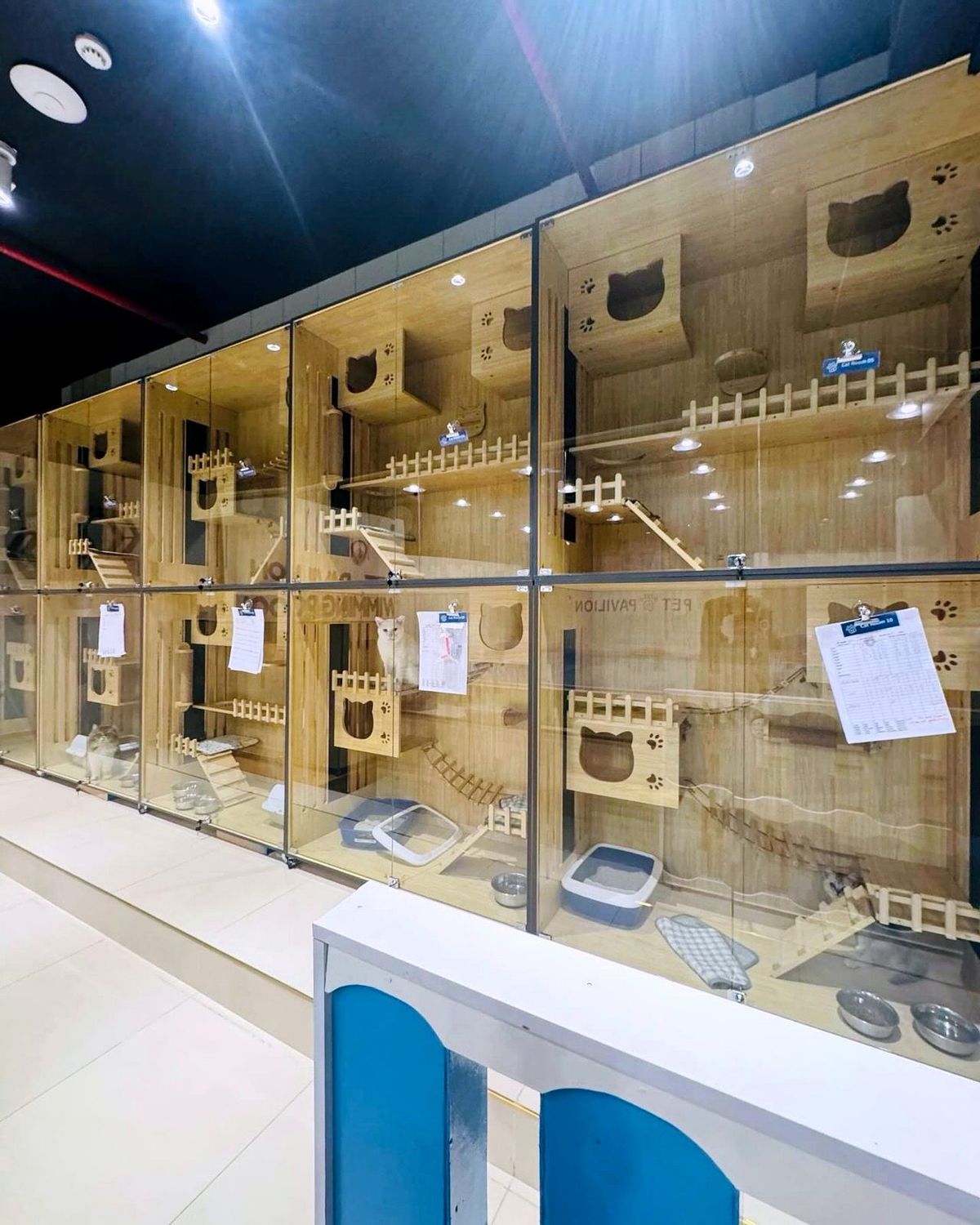 Glass-front wooden cat boarding condos in Pet Pavilion's cat-only wing