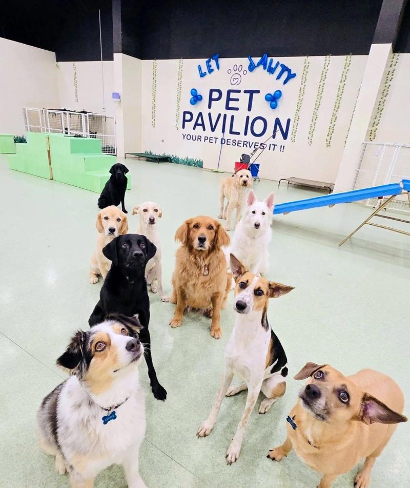 Group of dogs holding a sit-stay together in a training class