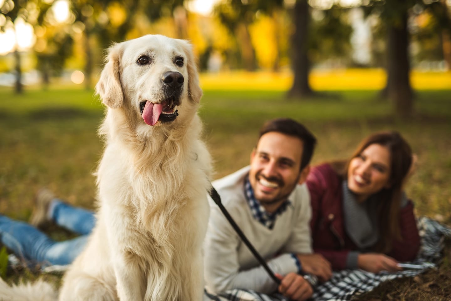 Do Dogs Really Understand Our Words—Or Just the Tone?