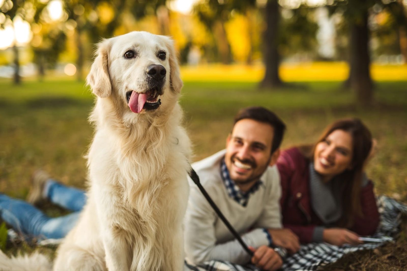 Do Dogs Really Understand Our Words—Or Just the Tone?