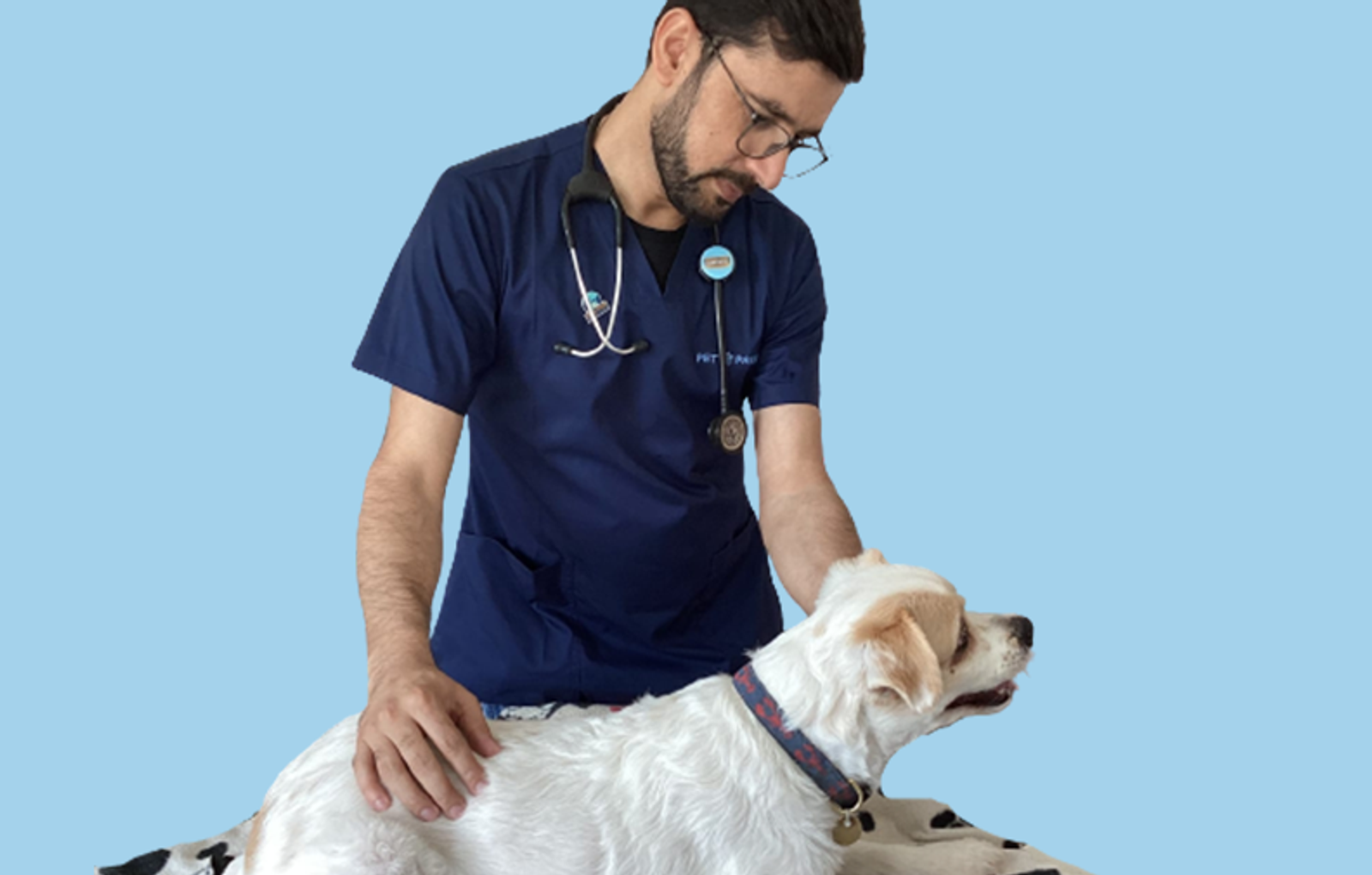 A Dog Undergoing a Physical Exam at Pet Pavilion in Abu Dhabi