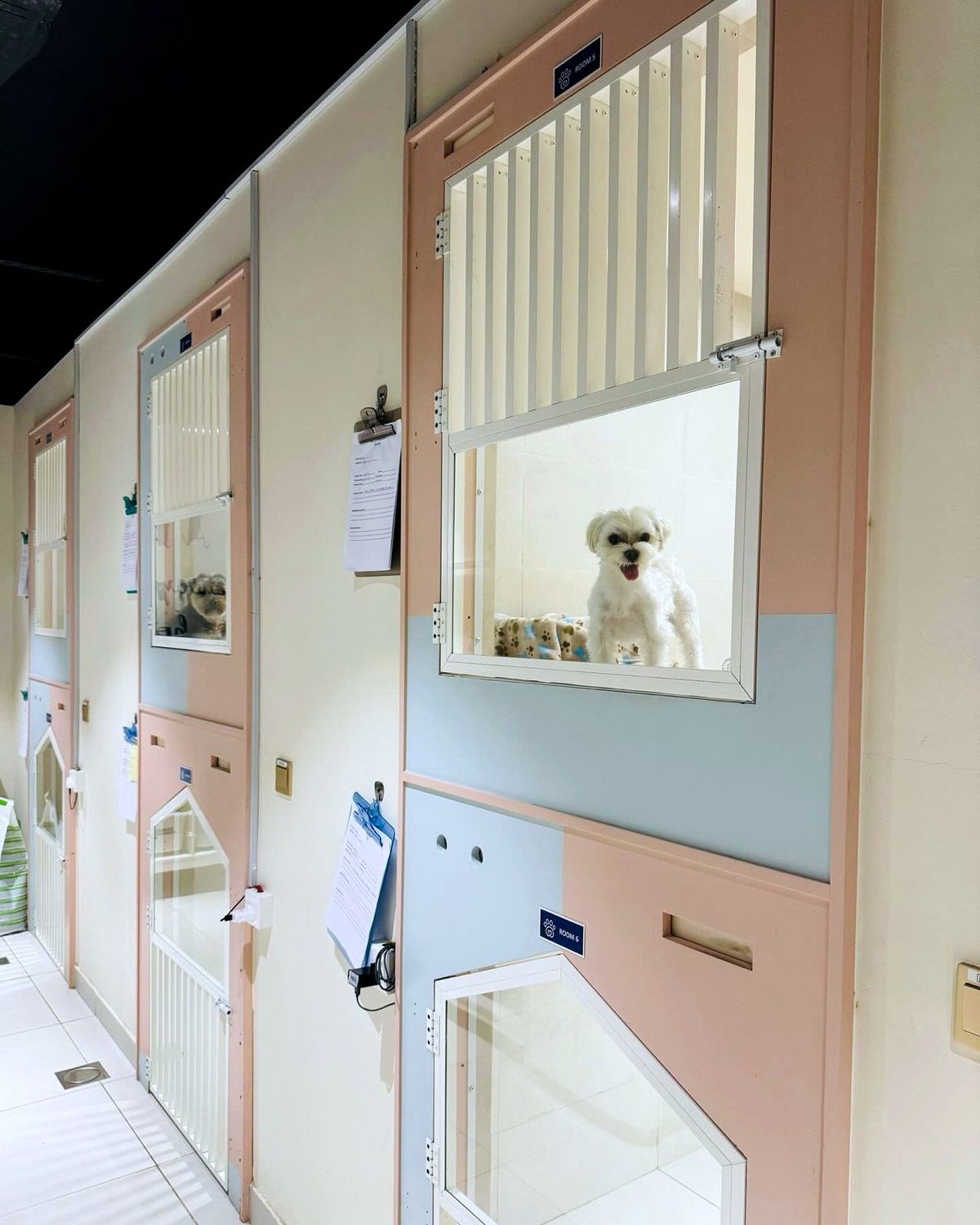 Small white dog looking out of the window of boarding room five