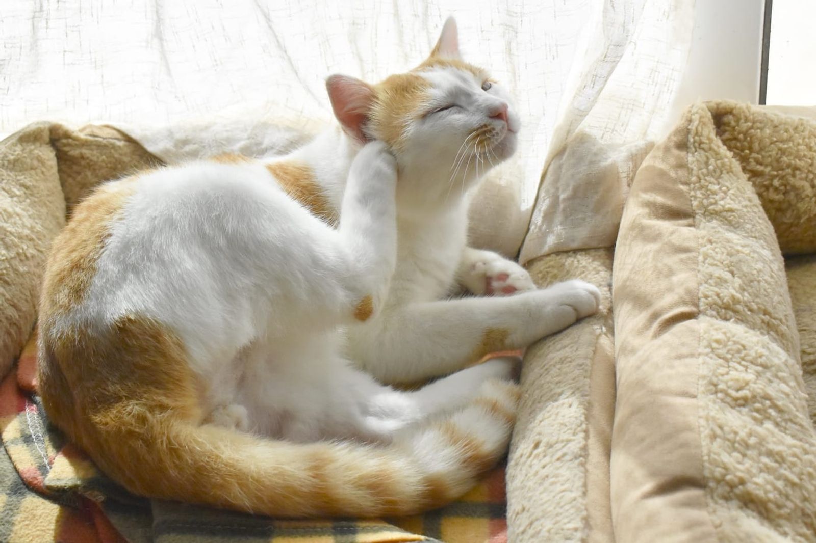 What’s the Best Flea Prevention Method for Cats?