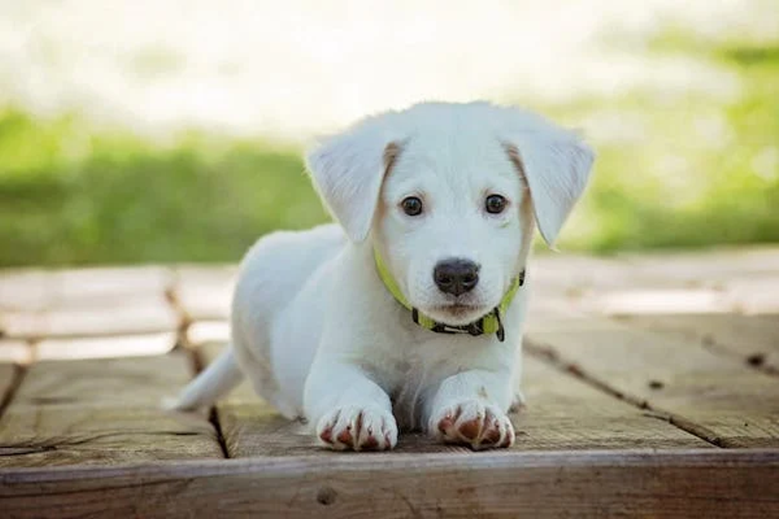 a white pup