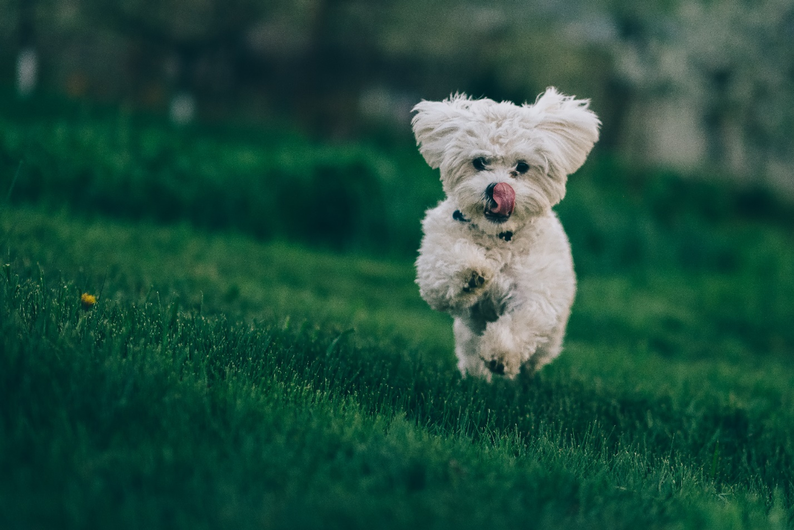 a happy dog