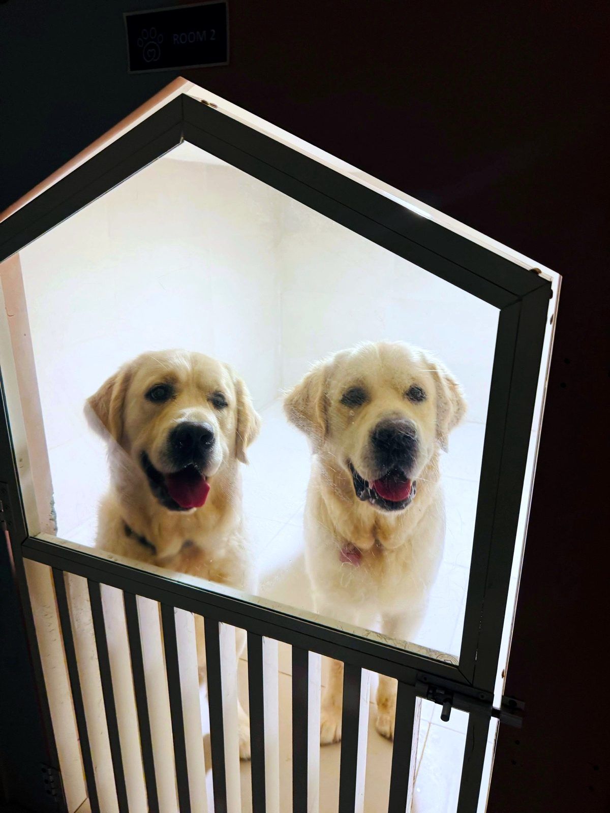 Two golden retrievers greeting through their boarding room door