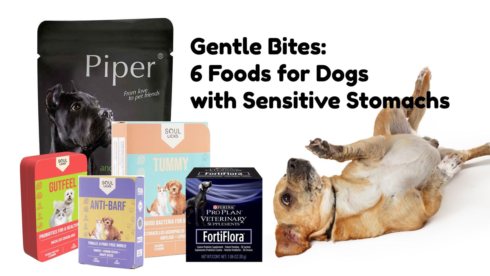 Gentle Bites: Top 6 Foods for Dogs with Sensitive Stomachs