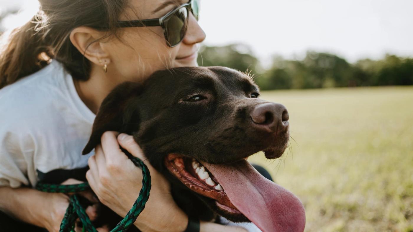 10 Quirky Traits Every Labrador Retriever Owner Will Recognize