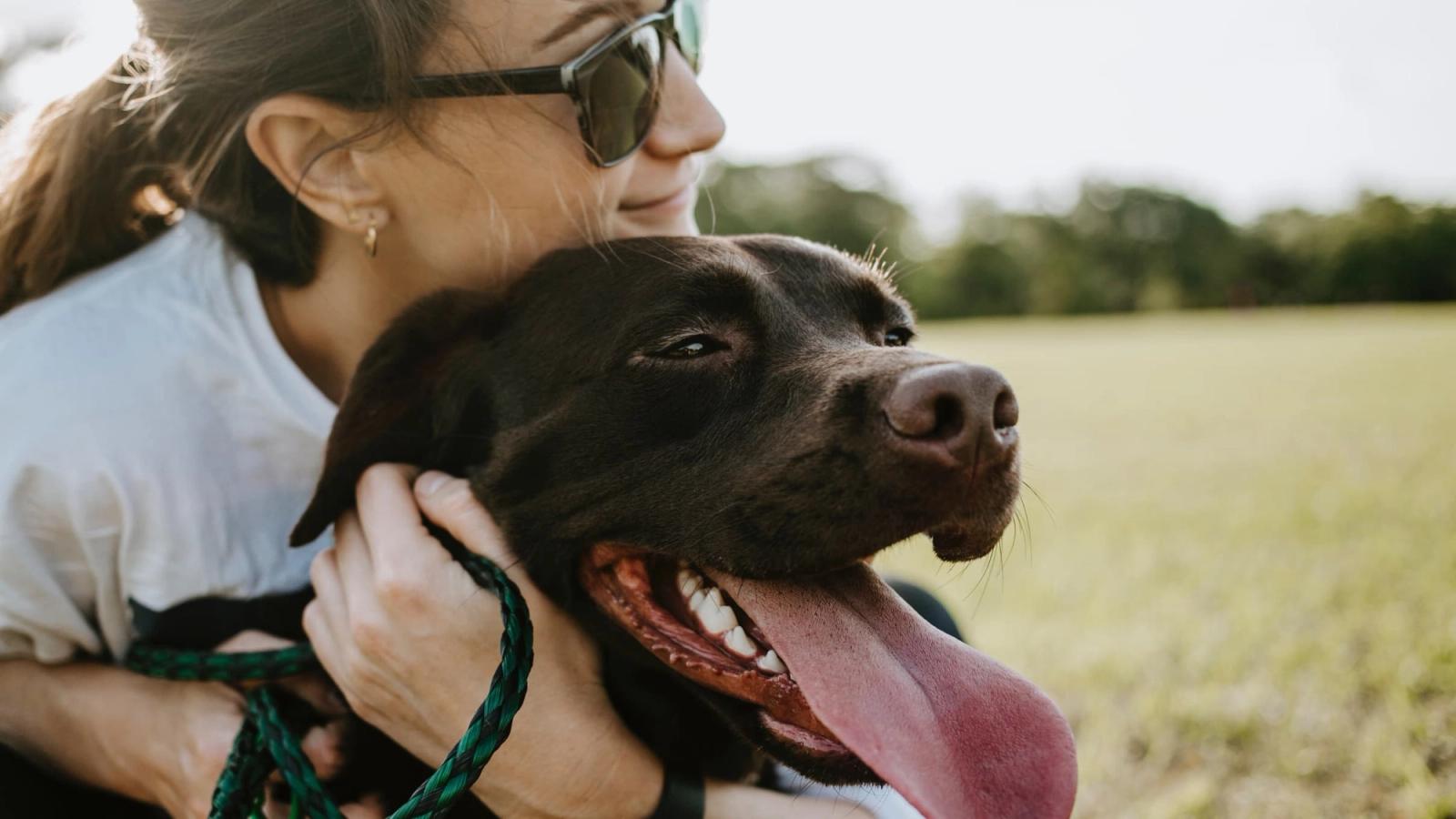 10 Quirky Traits Every Labrador Retriever Owner Will Recognize