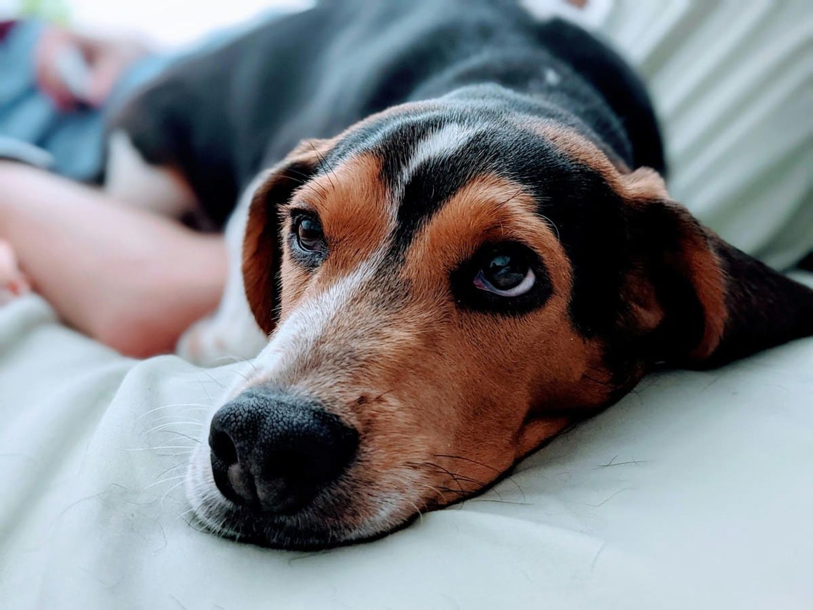 What Your Dog Sees When They Look at You