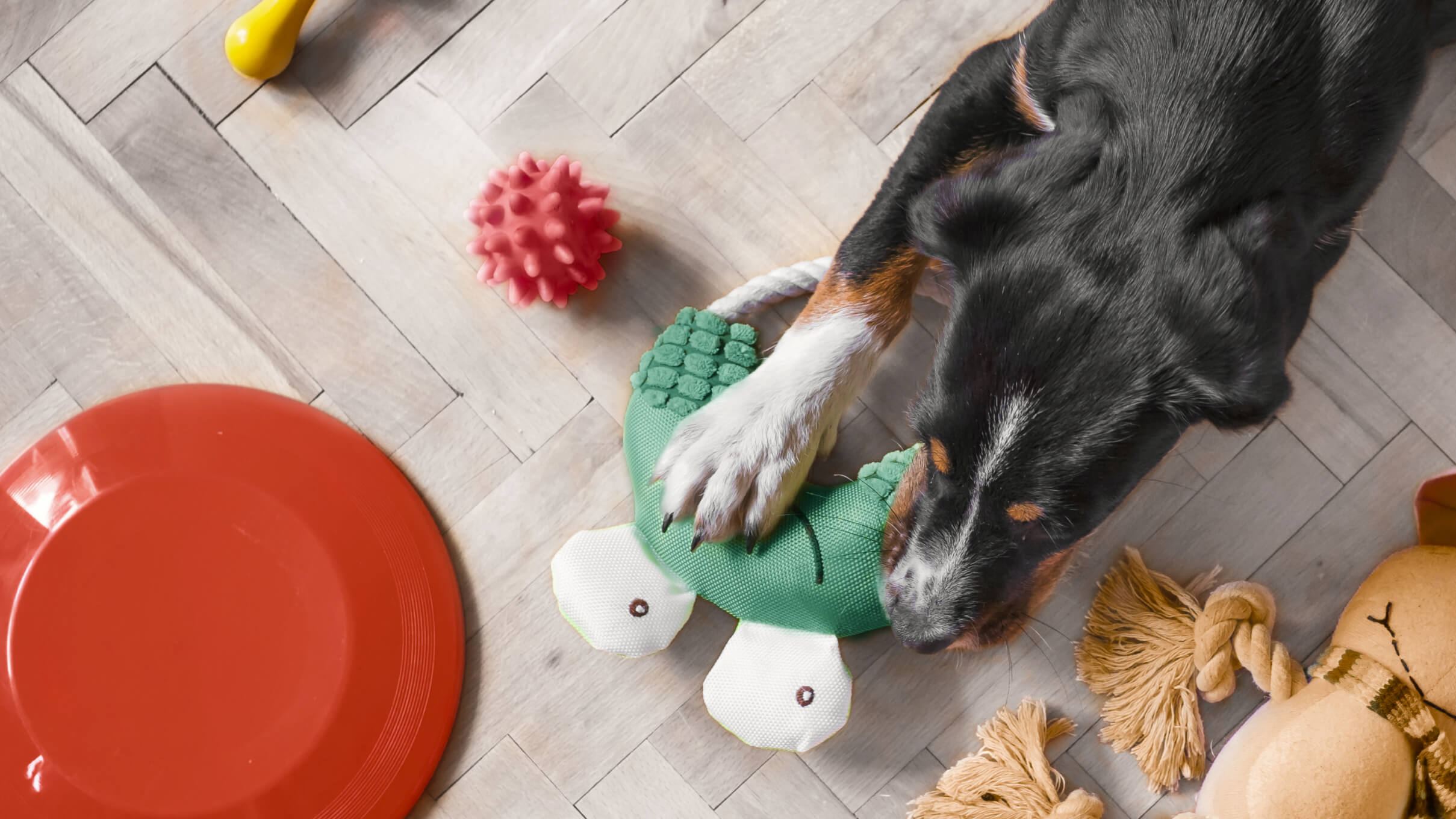 6 Pet Massage Techniques That Help Boost Recovery and Relieve Stress