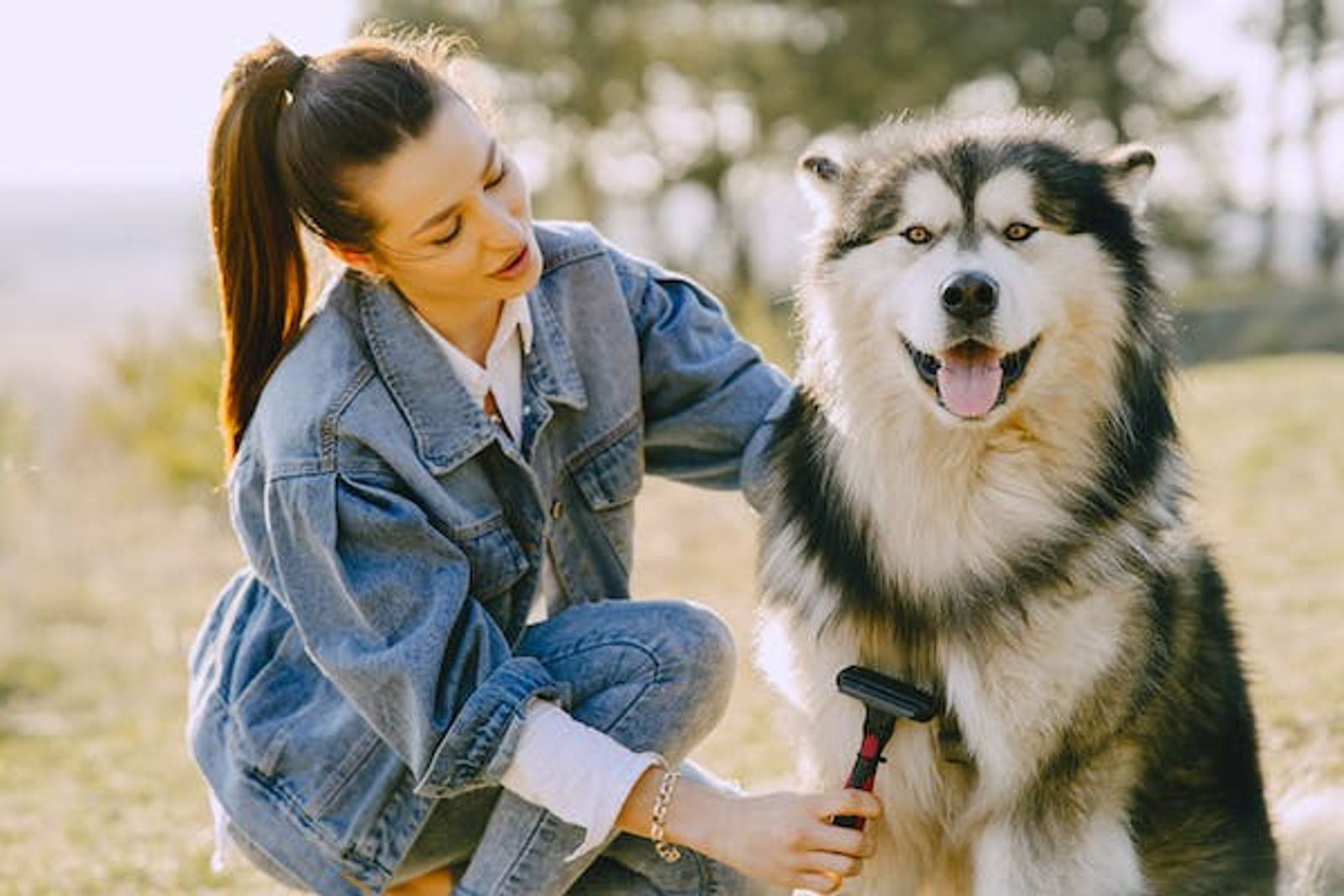 a husky playing outside