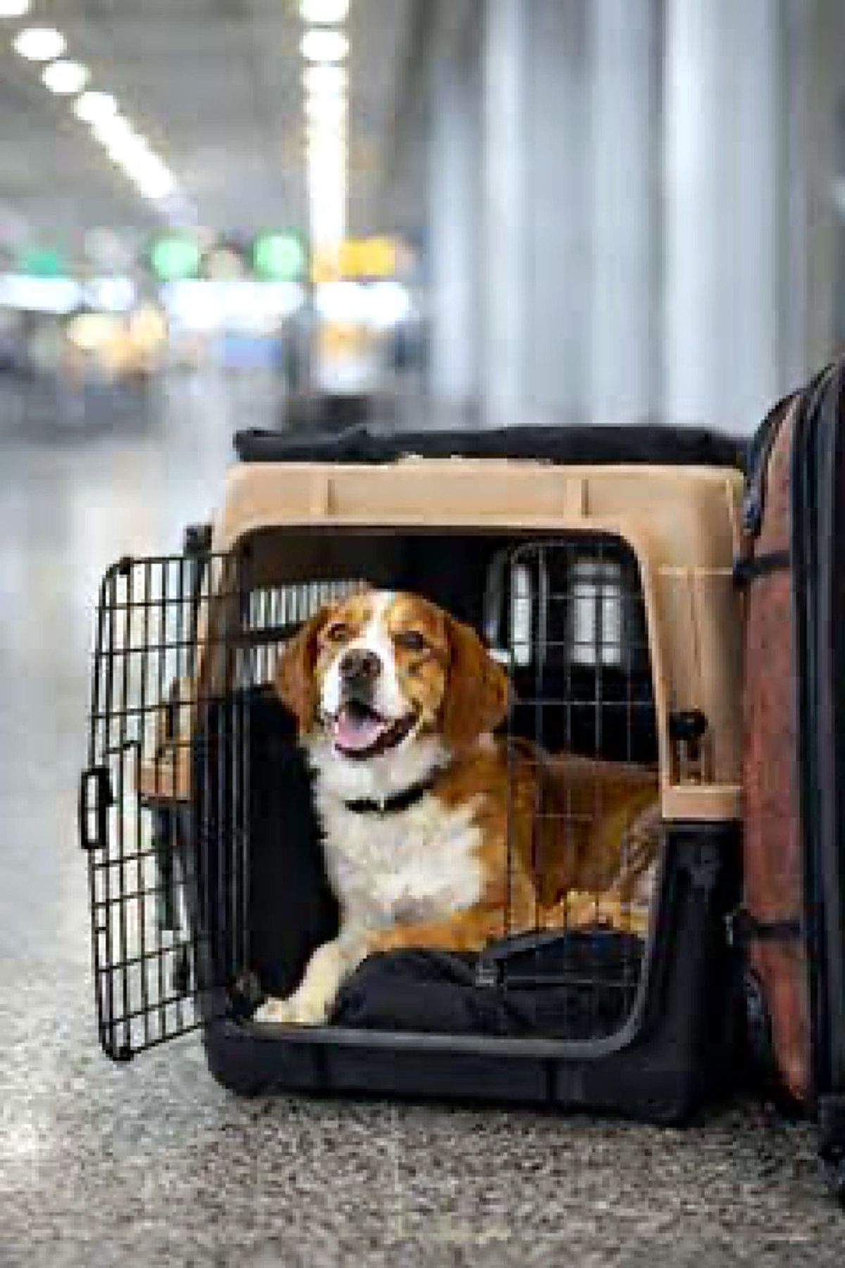 Dog resting calmly in an airline-approved travel crate ready for relocation