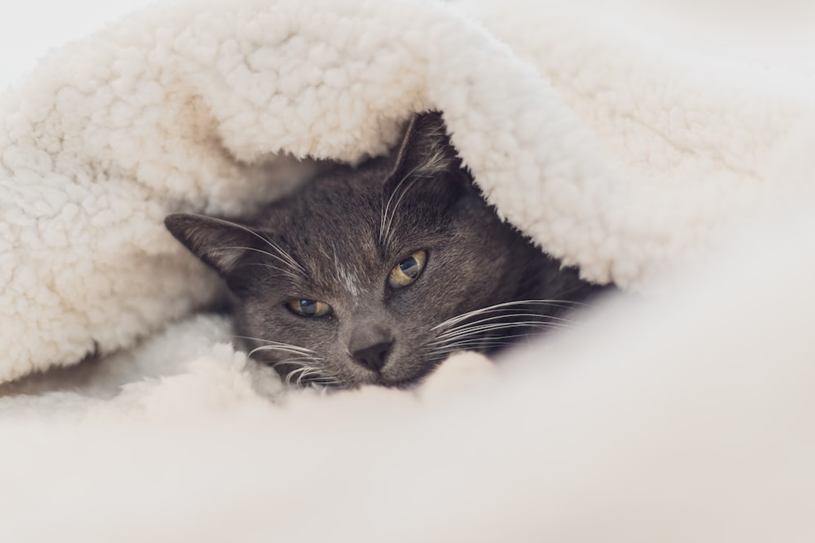 A Cat Snuggling Inside a Blanket