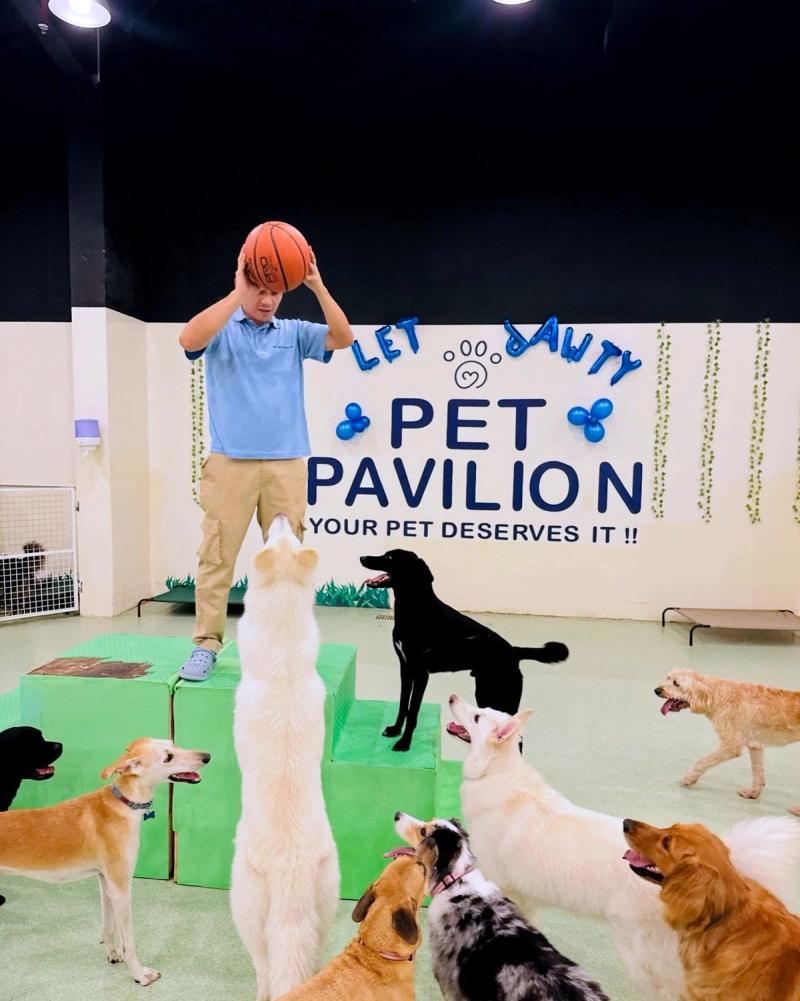 Dog practicing a focused attention exercise with a ball during training